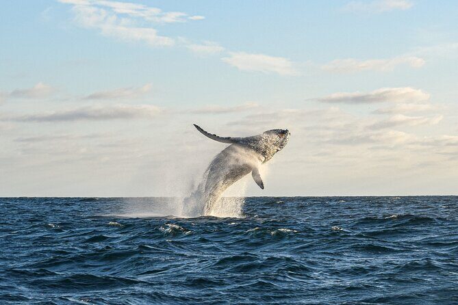 Whale Watching Tour with Arch and Beach in Cabo San Lucas - The Experience in Detail