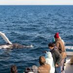 Whale Watching Trips to Stellwagen Bank Marine Sanctuary. Guaranteed sightings! - Who Is This Tour Best For?