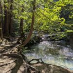 Whistler: Tour, Sensory Nature Experience for Families - Learning from a Skilled Guide
