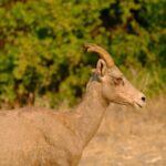 Whitewater Rafting the Salmon River - Full Day - Pricing and Value