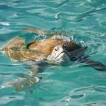 Whitsundays Guided Jet Ski Tour - The Real Deal from Travelers