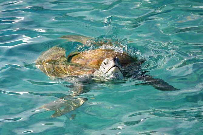 Whitsundays Guided Jet Ski Tour - The Real Deal from Travelers