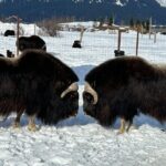 Whittier to Anchorage Half Day Transit Tour From the Port - The Experience in Practice