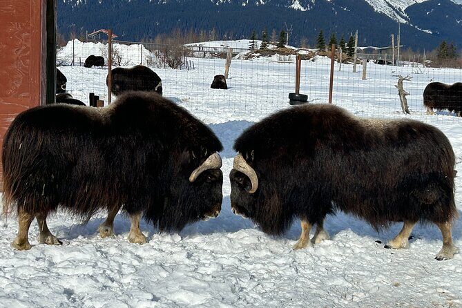 Whittier to Anchorage Half Day Transit Tour From the Port - The Experience in Practice