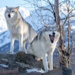 Whittier to Anchorage Wildlife Extravaganza - Practical details and considerations