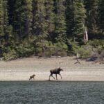 Wild Adventure Yukon Tour into Canada including City and Summit - What the Reviews Say: Honest Feedback