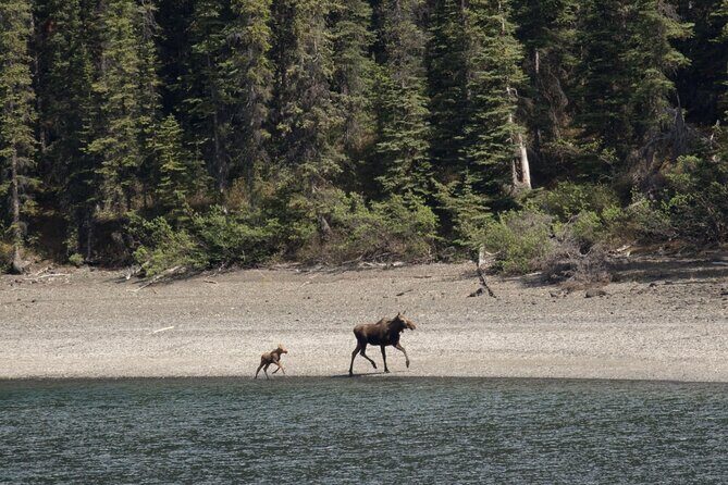 Wild Adventure Yukon Tour into Canada including City and Summit - What the Reviews Say: Honest Feedback