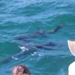 Wild Dolphin Encounter in Puerto Vallarta - What’s Included and What’s Not