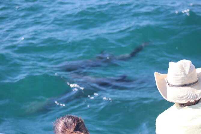 Wild Dolphin Encounter in Puerto Vallarta - What’s Included and What’s Not