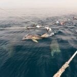 Wild Dolphin Swim Cruise - The Experience in Action: What Travelers Say