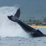 Wild Dolphin Watching and Snorkel Safari Off West Coast of Oahu - Who Is This Tour Best For?