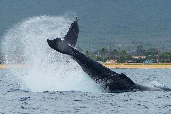 Wild Dolphin Watching and Snorkel Safari Off West Coast of Oahu - Who Is This Tour Best For?