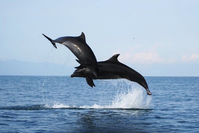 Wild dolphins encounter & snorkeling - The Itinerary in Detail