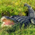 Wild Florida Adventure Package Tour with Transportation - The Pros and Cons