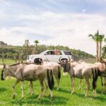 Wild Florida Drive-Thru Safari and Gator Park Admission - Final Thoughts