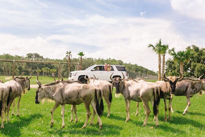 Wild Florida Drive-Thru Safari and Gator Park Admission - Final Thoughts