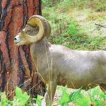 Wild Horse Island Flathead Lake Kayak Tour - Setting the Scene: What to Expect