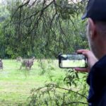Wild Kangaroos & Blue Mountains private tour - The Practicalities