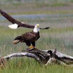 Wild Pony Watching Boat Tour from Chincoteague to Assateague - What to Expect from the Tour