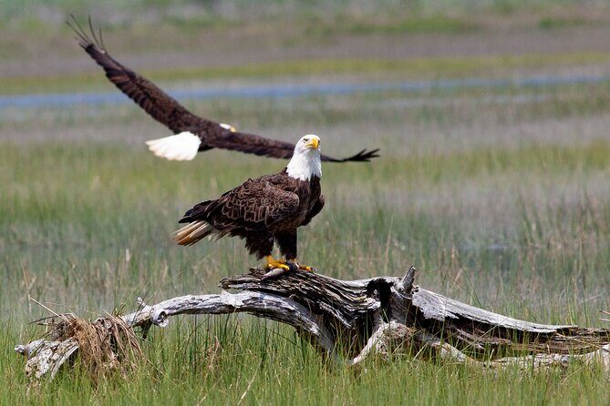 Wild Pony Watching Boat Tour from Chincoteague to Assateague - What to Expect from the Tour