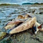 Wild Wolf Tour - 2 Hr - Exploring the Wilderness and Its Stories