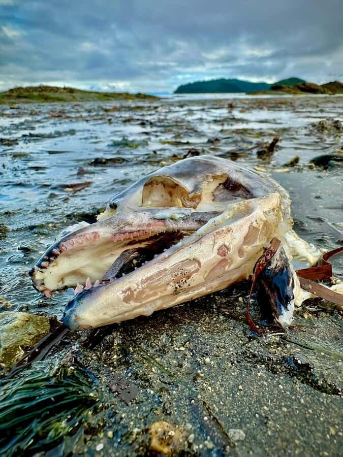 Wild Wolf Tour - 2 Hr - Exploring the Wilderness and Its Stories