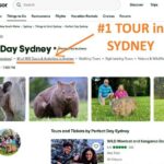 WILD Wombat and Kangaroo Day Tour, All Inclusive - What Travelers Say: Authentic Experiences and Minor Drawbacks
