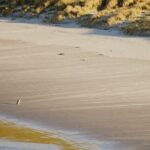 Wildlife and Penguin Tour - What Makes This Tour Stand Out?