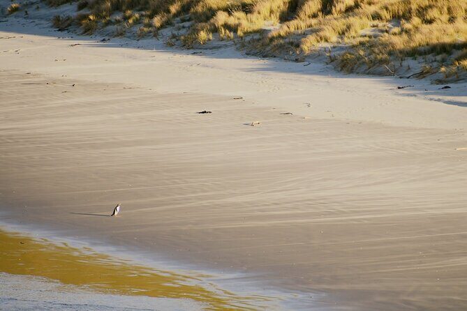 Wildlife and Penguin Tour - What Makes This Tour Stand Out?