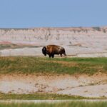 Wildlife Biologists Guide to the Black Hills: Private Tour - Who Would Love This Tour?