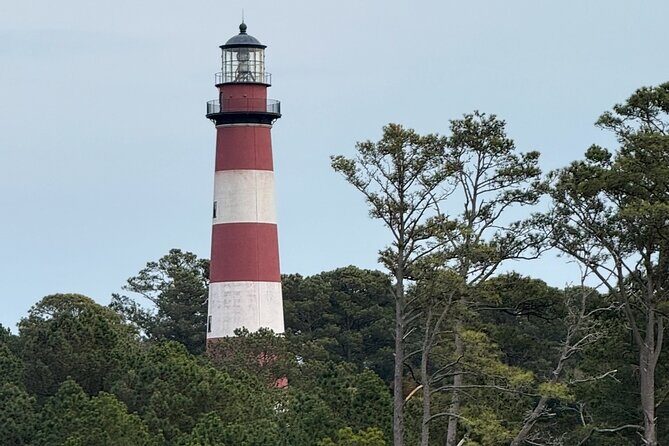 Wildlife Boat Tour with Wild Ponies and Dolphins in Chincoteague - Final Thoughts