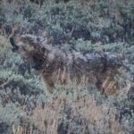 Wildlife Hiking Adventure in Yellowstone with Lunch - Authentic Experiences and Real Feedback