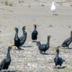 Wildlife Kayak Tour at Fort Flagler State Park - What the Itinerary Looks Like