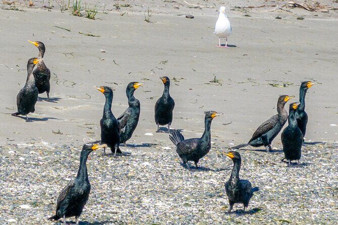 Wildlife Kayak Tour at Fort Flagler State Park - What the Itinerary Looks Like