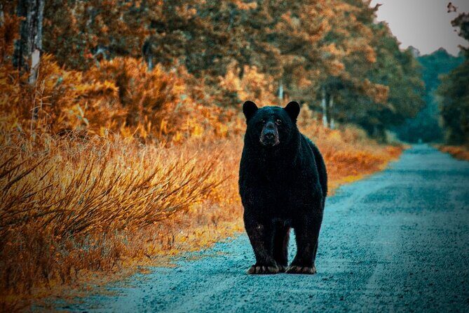 Wildlife Photo Safari - Final Thoughts