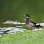 Wildlife Photography Tour in Washington DC! - What to Expect from the Tour