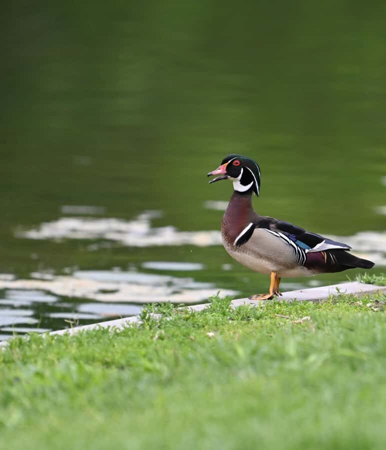 Wildlife Photography Tour in Washington DC! - What to Expect from the Tour