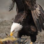 Wildlife Safari & Bear Viewing from Skagway - The Sum Up