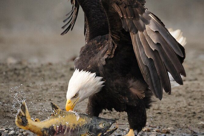 Wildlife Safari & Bear Viewing from Skagway - The Sum Up