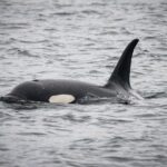 Wildlife Viewing and Whale Watching Quest - Who Should Consider This Tour?