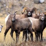 Wildlife & Wolf Private Tour with Lunch - Final Thoughts