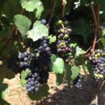 Willamette Valley Wine Tasting Tour from Portland - Who Should Consider This Tour?