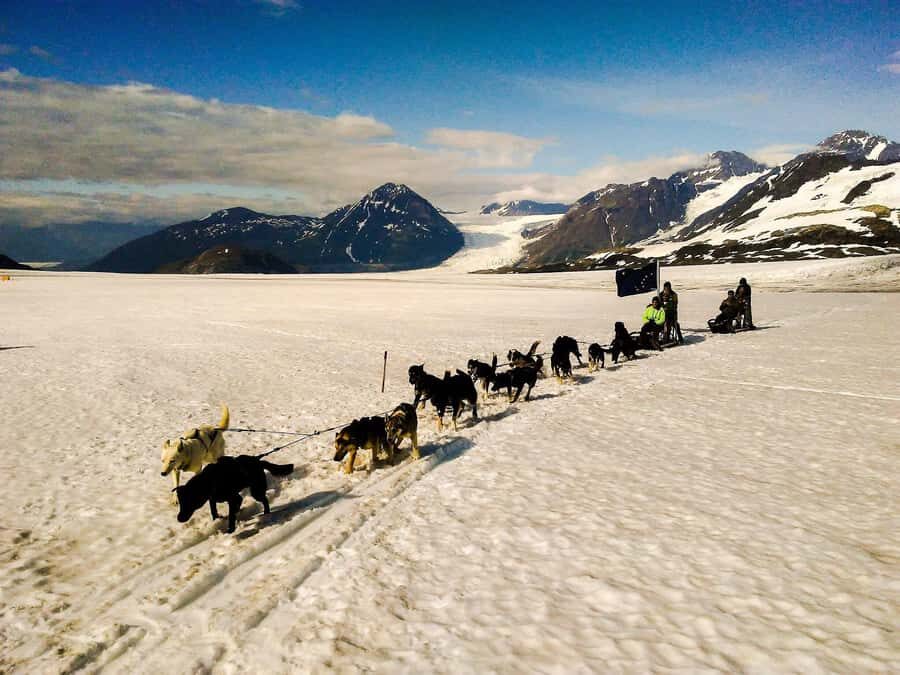 Willow: Winter Dog Sledding Adventure - Who Is This Tour Best For?