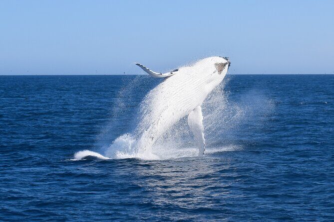 Wilsons Prom Whale Cruise - Who Should Consider This Tour?