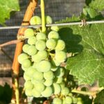 Wine Tasting experience in San Miguel de Allende - Who Should Consider This Tour?