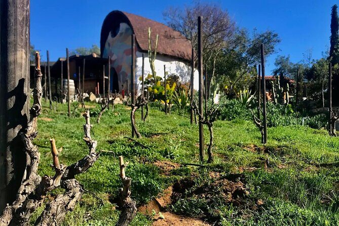 Wine Tasting Tour ONLY for Cruise Ship Visitors. ALL INCLUSIVE! - The Experience Itself: Pros and Cons