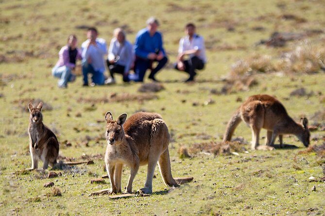 Wineglass Bay And Maria Island Wildlife Scenic Flight From Hobart - Final Thoughts