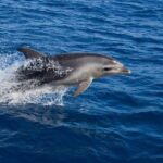 Wineglass Bay Cruise from Coles Bay - Who Is It Best For?