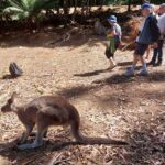Wings Wildlife Park Burnie Shore Excursion - Weighing the Value: Pros and Cons