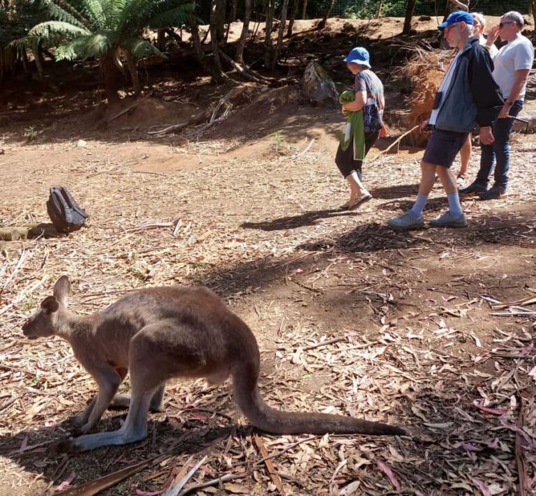 Wings Wildlife Park Burnie Shore Excursion - Weighing the Value: Pros and Cons